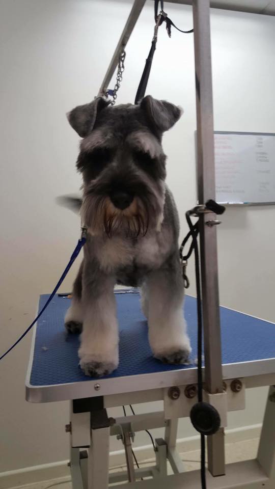 Schnauzer face after groom