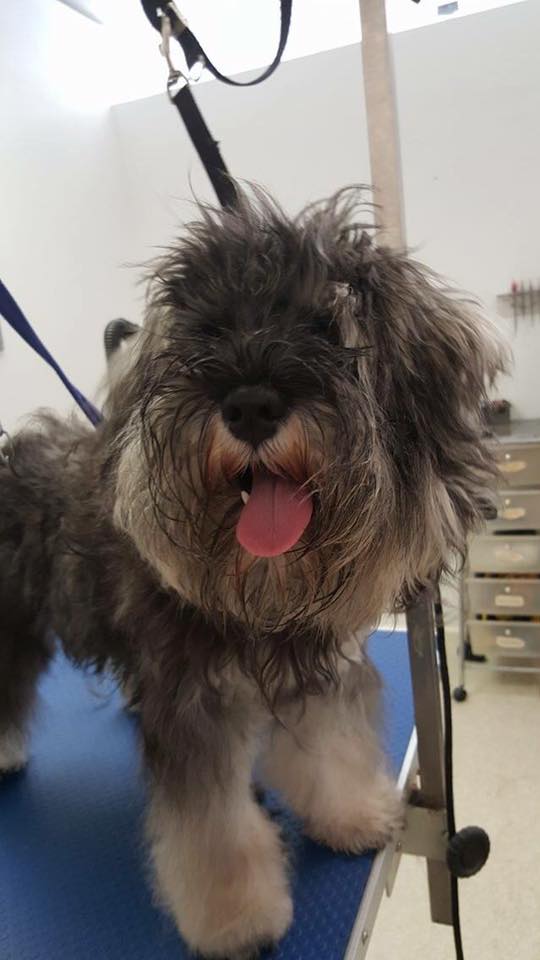 Schnauzer face before groom