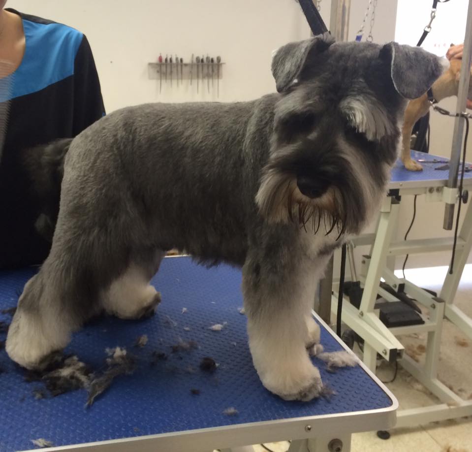Schnauzer face after groom
