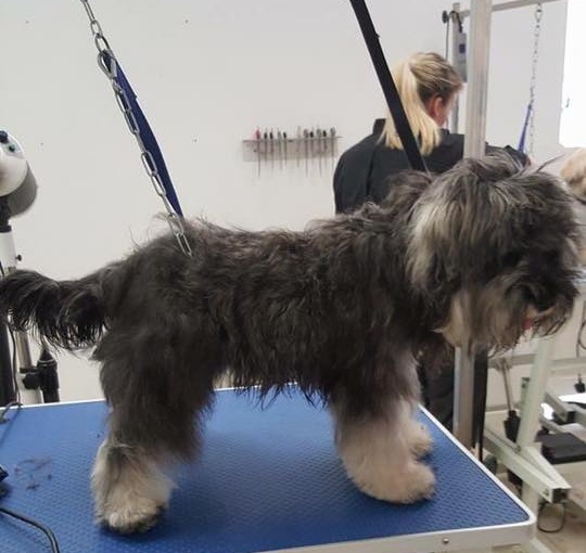Schnauzer body before groom