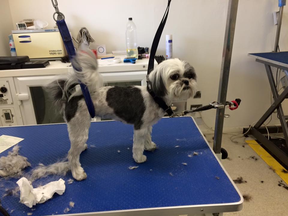 ShihTzu after