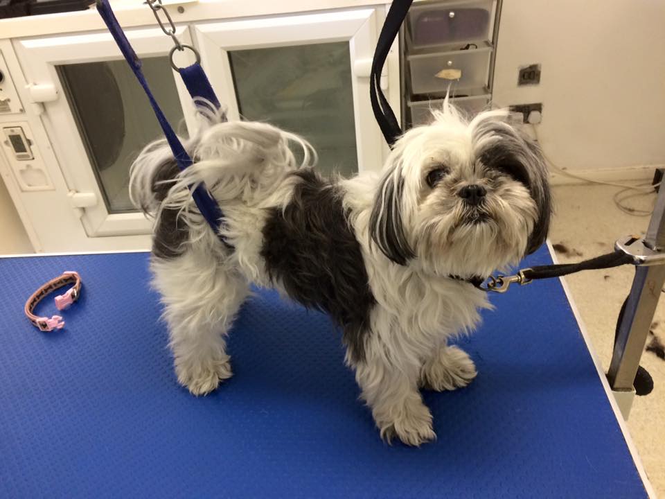 ShihTzu before