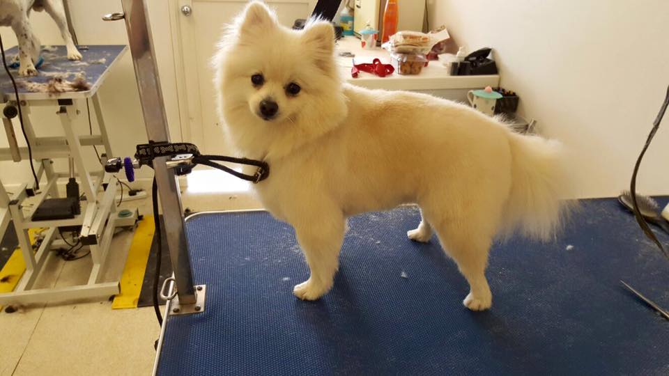 Toy Pomeranian after groom
