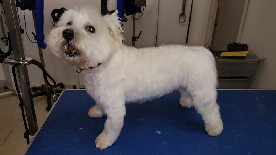 Westie after groom