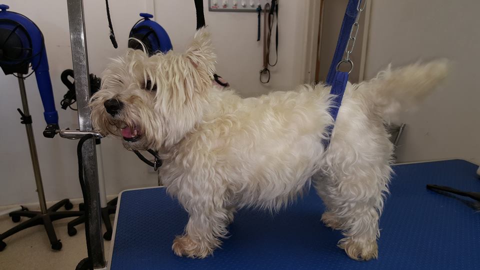 westie-before